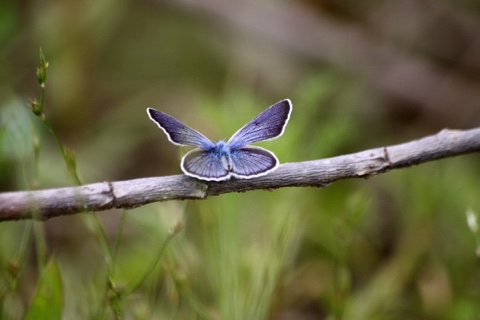 yuriy23 в LOOKY. #мотылёк,#насекомое,#бабочка,#природа,#лето,#summer,#nature,#insects,#бабочки,#насекомые. Бабочка      /      ...