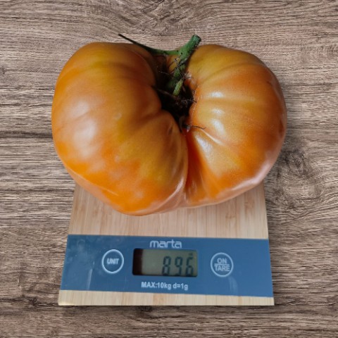 socnyetomaty в LOOKY. #СочныеТоматы,#ОранжевыйБазон,#КрупноплодныеТоматы,#Урожай2025,#СеменаТоматов. 🍊 Оранжевый базон –...