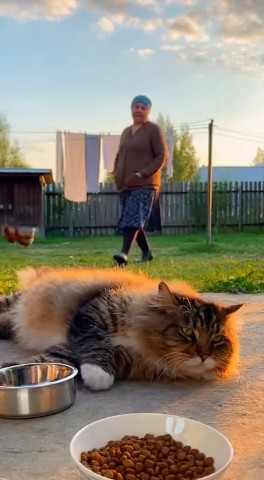 Елена. в LOOKY. . Бабушка и кот.