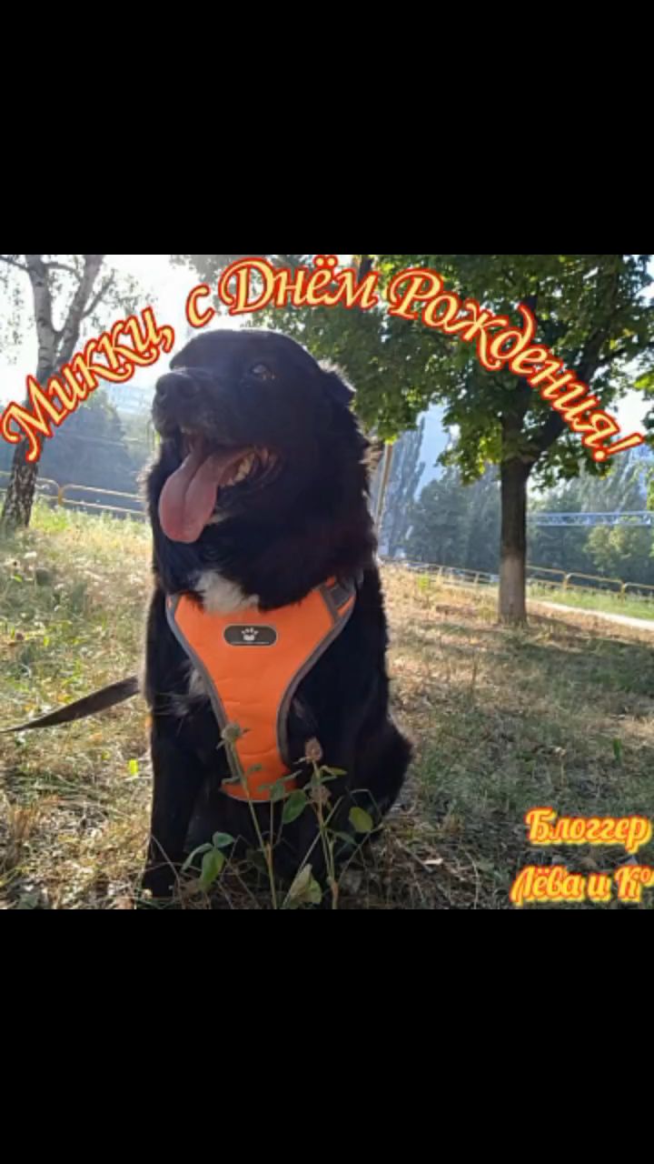pserge61 в LOOKY — <<С ДНЁМ РОЖДЕНИЯ, НАША ЛЮБИМАЯ СОБАЧКА МИККИ!>>
***
У Микус
