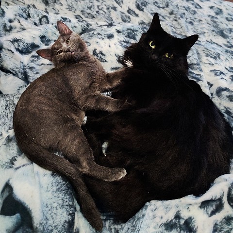 cute_marcus_cat в LOOKY. . [#кошки](кошки) 