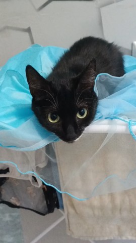 Looky_176729826147502 в LOOKY. . 😹😹😹
[#котики ](ко...