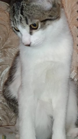Кот Мурчик в LOOKY. . Всем привет это Кот ...