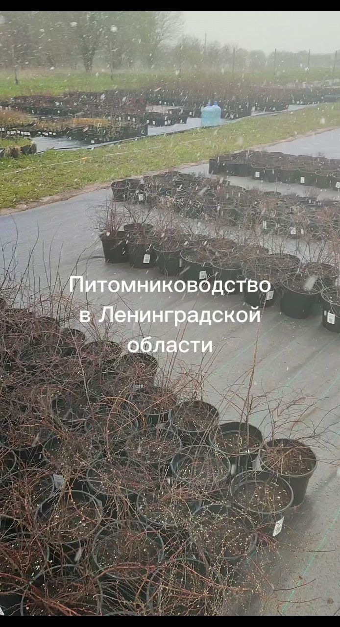 VayaGarden в LOOKY. . Сегодня уже почти ве...