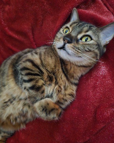 bengal_leonard19 в LOOKY. #коты. Не успел сегодня отк...