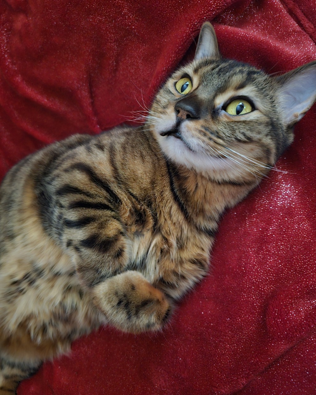 bengal_leonard19 в LOOKY — Не успел сегодня открыть глаза, как мА сразу давай меня тьмо