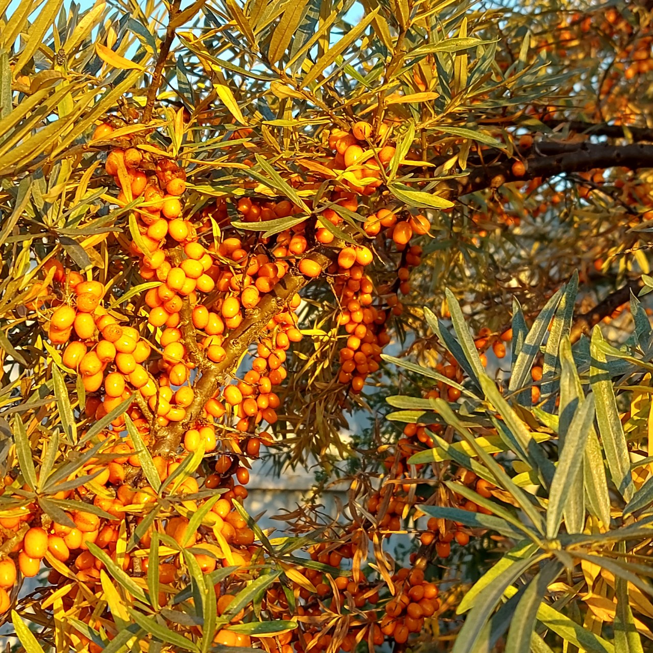  в LOOKY — фото 1