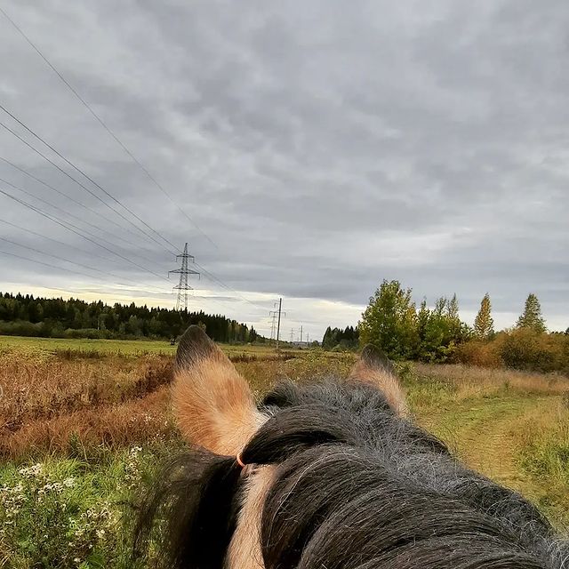 victoriaserbul_horse в LOOKY. #horseinstagram,#horselife,#horselover,#horselove,#horseaurumn,#horse,#лошадиинстаграм,#Лошадижизнь,#лошадилюбовь,#лошадилюбовьнавсюжизнь,#лошадиосень,#Лошади. We all live under th...