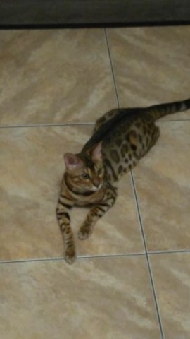 Поля в LOOKY. . И котиков ❤️