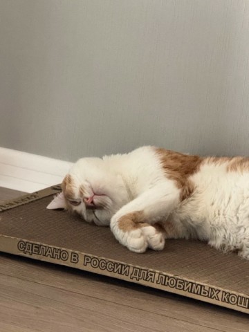 kogtedralka в LOOKY. #кошки,#котики,#котята,#прокошек,#когтеточки,#когтемания,#рекомендации,#актуальное,#важно,#cats,#питомцы,#животные,#круто,#супер,#номер1,#чудо,#интересно,#красота,#сегодня,#счастье,#любовь,#лучшаякогтеточка,#топ. ✅️"Котик заценил, сп...