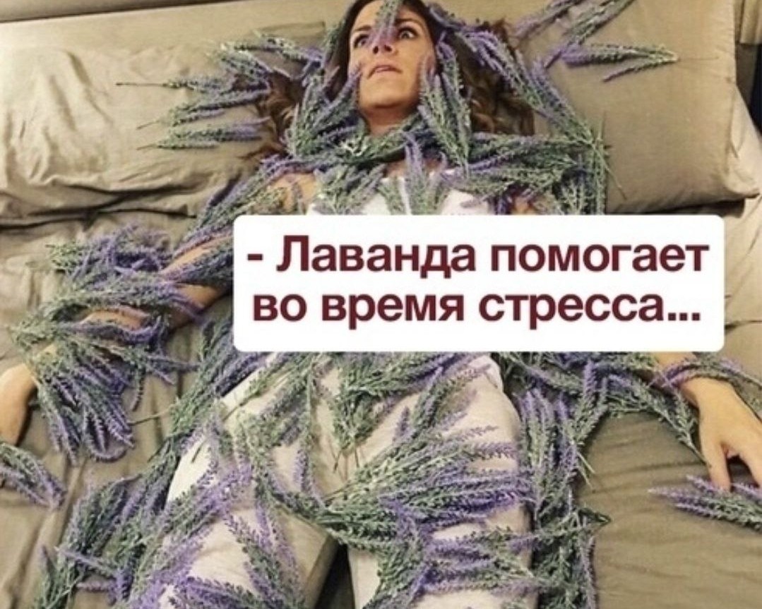 Всем хороших выходных 🔥
#антистресс #лаванда #юмор