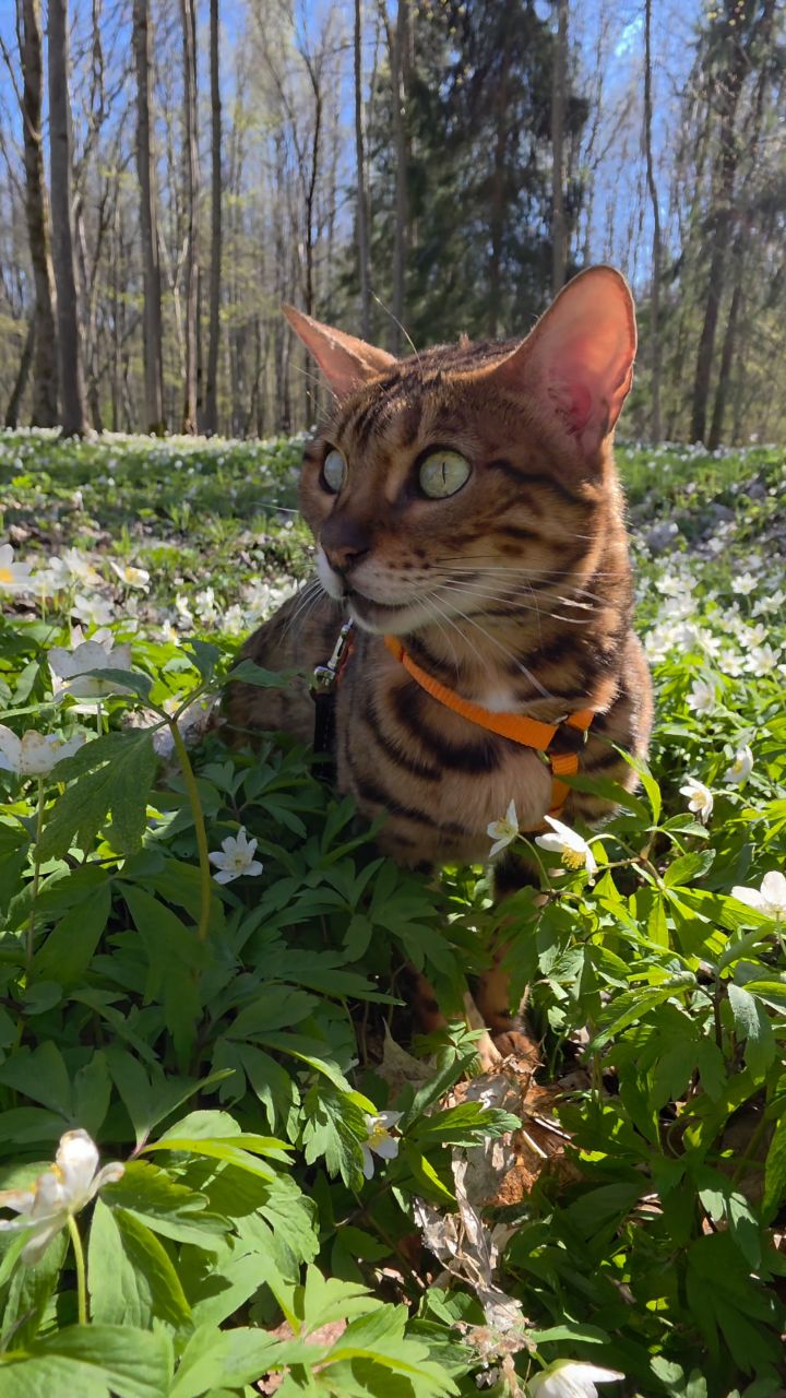 afina_zeus в LOOKY. #чаузи,#бенгальскаякошка,#камышовыйкот,#прощайлето,#кошачьибудни,#кот,#коты,#кошки,#кошка,#природа,#сосновыйлес,#напозитиве,#хорошийдень,#looky,#looky_official,#looky_кошки,#looky_контент,#хвостатый_друг,#мыизкотограма,#большиекошки,#редкиекошки,#красивыекошки,#гибридныекошки,#видеомомент,#видосики,#рилсы. Ну вот и всё, друзья...