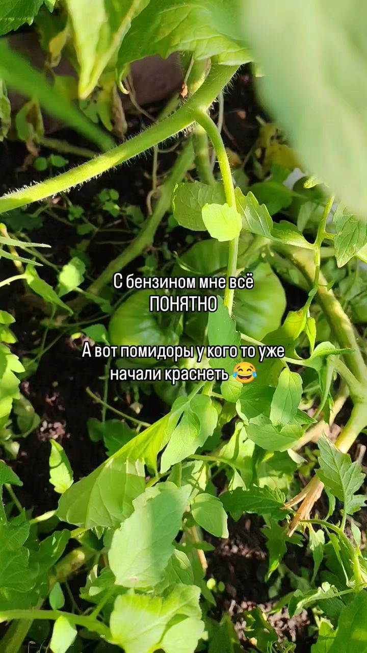 marina_tanaeva_ в LOOKY — публикация