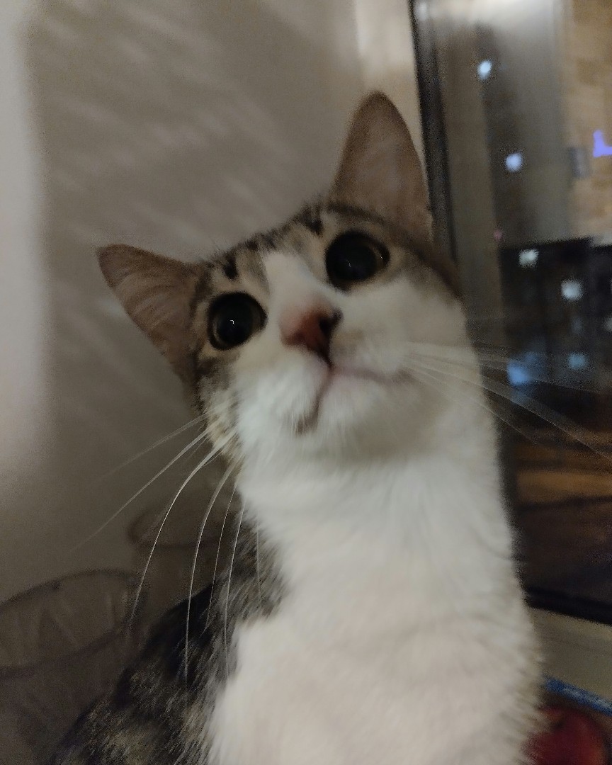 Кот Мурчик in LOOKY. . 