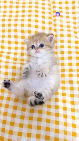  в LOOKY — #Котя