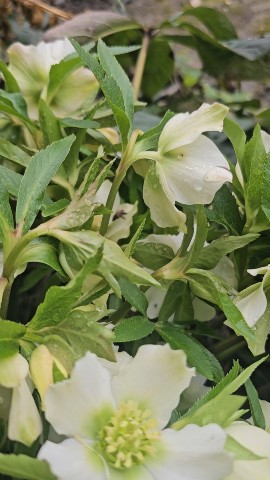 Краснодарский край в LOOKY. . Морозник кавказский ...