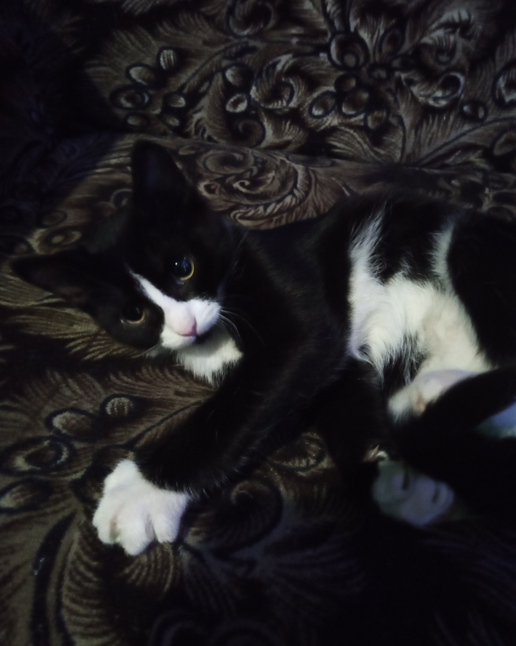 #Питомец #Котенок