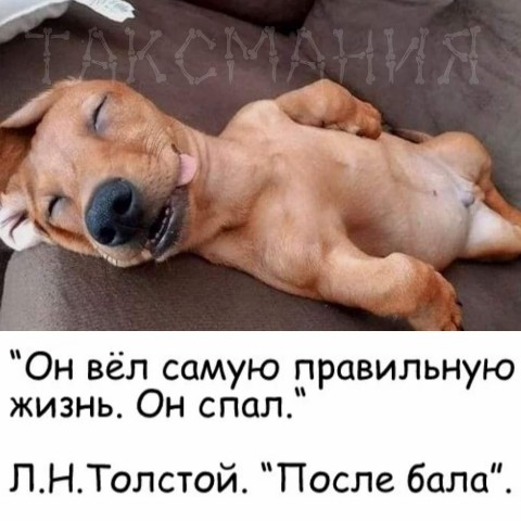 Таксмания в LOOKY. #такса,#таксмания,#позитив,#таксыблогеры,#таксизм,#таксалучшаясобака,#doxie,#такстусовка,#таксятники,#Lookydoxie,#Looky,#LOOKY_топ. Всем приветик! Нос п...