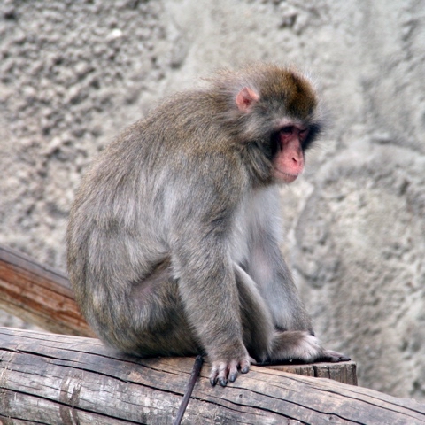 yuriy23 в LOOKY. #обезьяна,#животное,#животные,#природа,#зоопарк,#обезьяны,#monkey,#zoo,#nature,#animal,#зверь,#примат. Мартышка / #обезьяна...