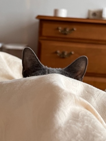 Looky_177790051889896 в LOOKY. . [#кошки ](кошки)