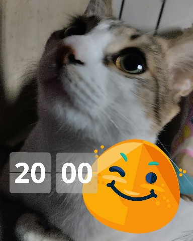 Кот Мурчик в LOOKY. . 
