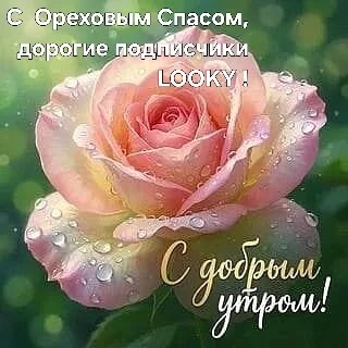 Looky_177521319440383 в LOOKY — публикация