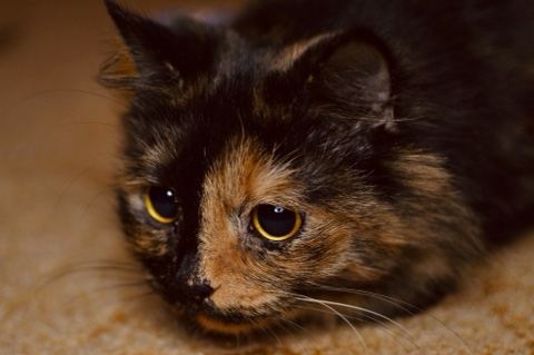 Роман Пешков в LOOKY. #семья,#кошка,#любовь. Моя чучундра по клич...