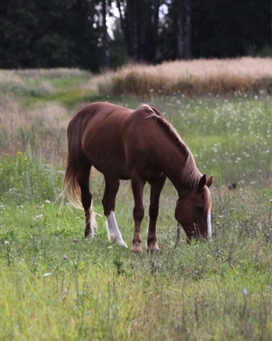yuriy23 в LOOKY. #лошади.#лошадь,#кони,#животное,#село,#horses,#nature,#лето,#pet,#деревня. Лошадь     /      #л...