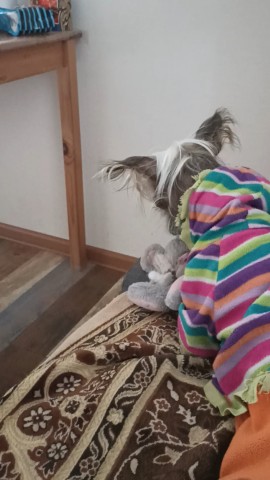 Наталья в LOOKY. #Джеки_кхс,#лысый_кхс. [#хвостатый_друг ](х...