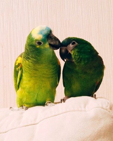 Самсон попугай амазон в LOOKY. #Самсон,#Samson,#Захарий,#Zakhariy,#попугай,#parrot,#amazon. #Самсон #Samson #Зах...