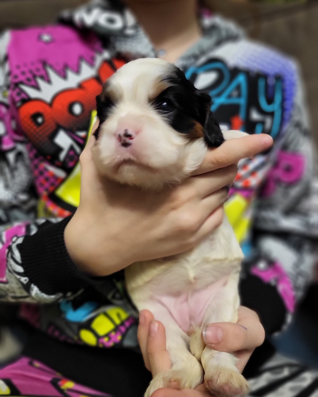 puppengame in LOOKY