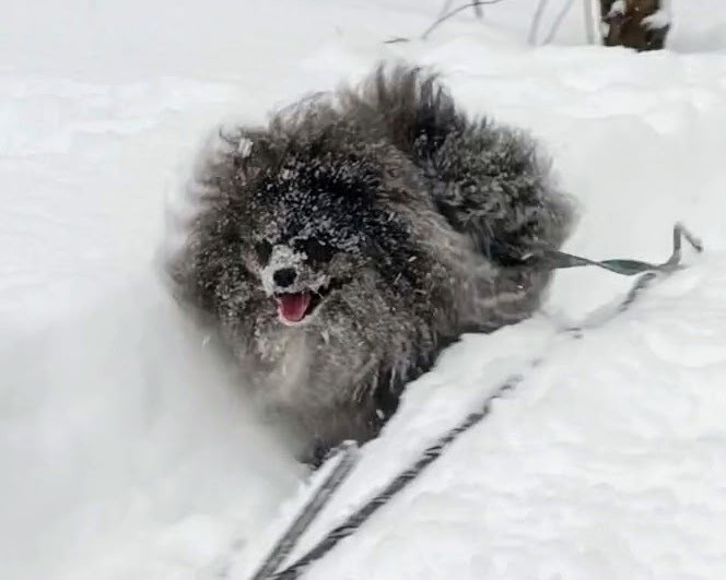 Olga_pom_shpitz в LOOKY — фото 1