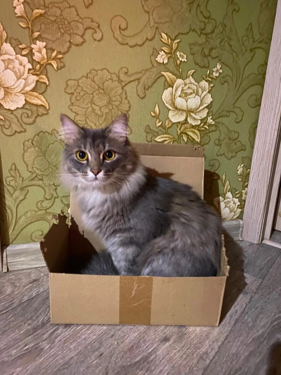 Султан   рамазанов в LOOKY — Кот