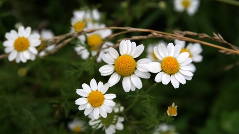 yuriy23 в LOOKY. #ромашки,#цветы,#природа,#chamomile,#flowers,#kamille,#fleur,#blumen,#nature,#flowers,#papatya,#꽃,#лето,#фото,#ялюблюсвоюстрану,#цветыРоссии,#природаРоссии,#ромашковаяРусь,#цветок,#ромашка,#мирцветов,#ялюблюсвоюпланету,#натуралист,#цветыполевые. Ромашки / #ромашки #...