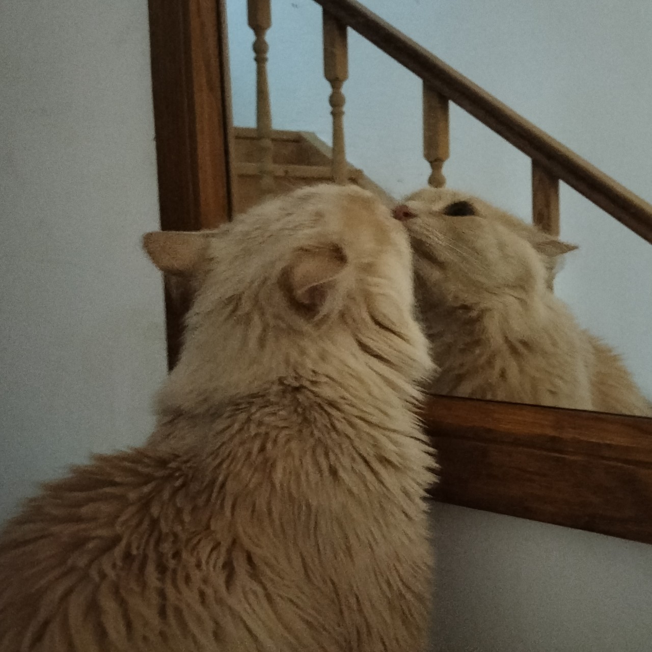 PetsStalkerS in LOOKY. . С новым годом! 

Год...
