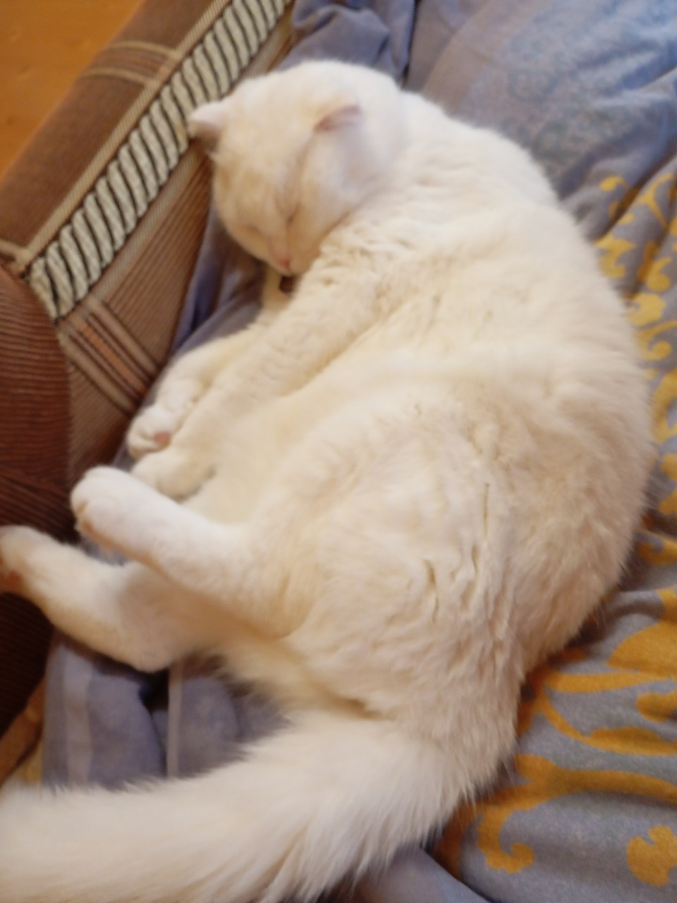 Кот Миша в LOOKY — Зайчик🥰