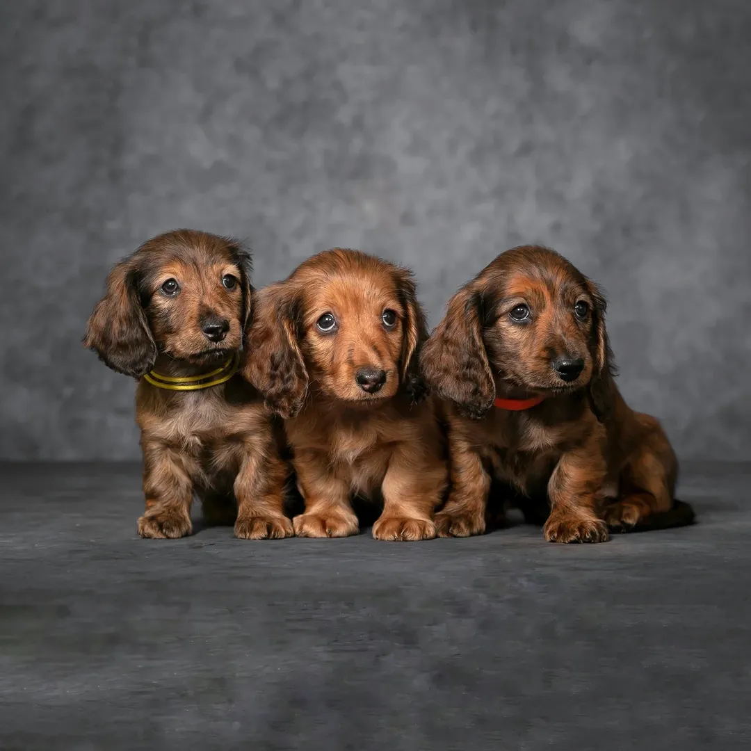 krem_taksa в LOOKY. #кроличьятакса#щенкитаксы#rabbitdachshund#dachshund#таксамосква#щенкоктаксы#щеноктаксы#таксяшмилаш#таксяш#собакасосиска#таксадругчеловека#таксадругчеловека#таксыправятмиром#таксеныш#щенкитаксы#щенкоктаксы#щенкитаксы#щенкитаксыминиатюрной#щенкитаксывмоскве#питомникириссон#питомникдштакс#питомникминитакс#щенкиминитаксы#щенкитаксы#протаксу#dachshundlove#dachshundoftheday#miniatureteckel#таксымокрыеносы#таксамини#таксята#таксадлинношерстная#питомниктаксвмоскве#таксамск#таксывмоскве#минитаксы#минитакса#такса#миниатюрнаятакса#длинношерстнаяминитакса,#длинношерстнаятакса#таксаминиатюрная#таксадлинношерстная#минитаксадлинношерстная,#таксысупер#minituredachshund#ПроСтоТакс#щенкиотзаводчика#щенки_таксы_мини#щенки_таксы#таксымосквы#таксавмоскве#таксадруг#таксасобака. Тигровые малыши 
🐯#...