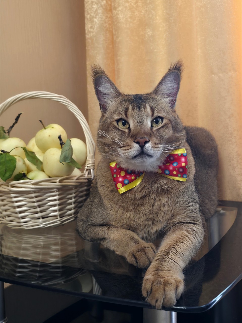 afina_zeus в LOOKY. ##кошка,#коты,#мыизкотограма,#большиекошки,#редкиекошки,#красивыекошки,#гибридныекошки,#моифото,#фотомодель,#фотокота,#чаузи,#яблоки,#looky_кошки,#looky_контент. Привет друзья!
Наша ...