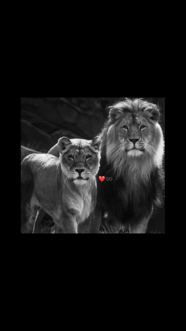 pro100_black_titan в LOOKY. . 🫵🦁 [#нутыпонял ](н...