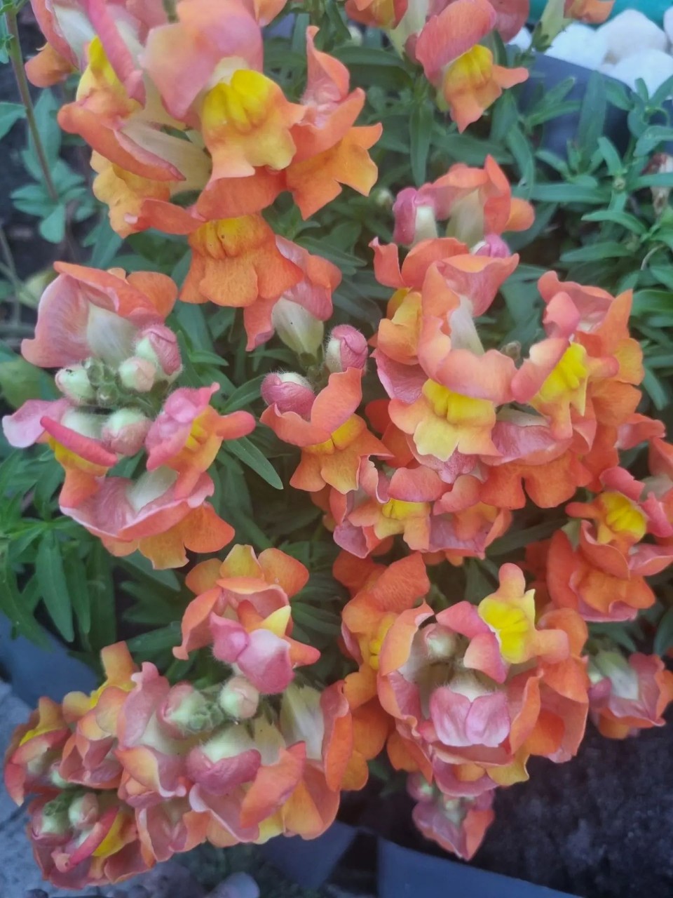 Flowers в LOOKY — публикация