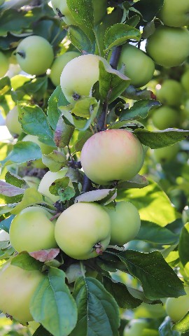 Looky_1688896735764 в LOOKY. . Серия  из яблок🍏🤗
...