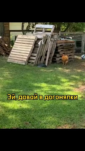 Смешные видео в LOOKY. #любовь,#мило,#смешно,#смех,#умора,#юмор,#ржака,#смешноевидео,#смешное_видео,#видео,#топвидео,#прикол,#приколы,#ржунемогу,#ржач,#шутка,#шутки,#позитив,#топ,#лучшее,#весело,#веселье,#животные,#питомцы,#игра,#собачки,#собачка,#милашки,#милота,#милоисмешно,#мило_и_смешно,#смешныеживотные,#смешные_животные,#милыеживотные,#милые_животные,#милыепитомцы,#милые_питомцы,#домашниепитомцы,#домашние_питомцы,#домашниеживотные,#домашние_животные,#собакен,#собака,#пес,#угар,#угарно,#тренд,#втренде,#подборка,#рекомендация,#рекомендации,#доброеутро,#времялюбви,#looky,#lookylove,#dogs,#dog. Веселые игры в дерев...