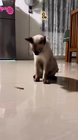 Добрый в LOOKY. #кошки,#друзья,#nuum,#семья,#рекомендации,#жтвотные,#котята,#собака,#котенок,#юмор,#убойныйюмор,#смех,#угар,#шутки,#смешнодослез,#likeforlike,#summer,#happy,#cute,#smile#beautiful,#swag,#tbt,#likeforlike,#selfie,#photooftheda. Премия охотник года ...