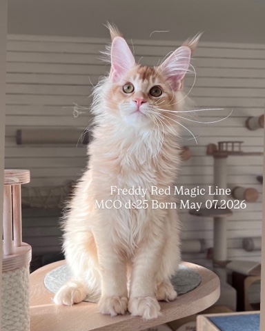 elena.vishneva в LOOKY. #redmagicline,#redmainecoonkitten,#mainecoon,#питомникмейнкунов,#redsilvermainecoon. Посмотрите какой неж...