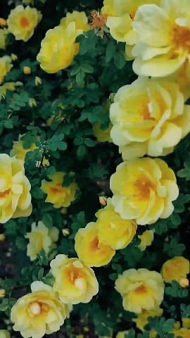 astro_darika в LOOKY. . 🌼Каждая светлая мыс...
