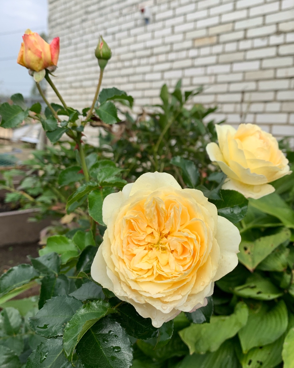 Шикарное цветение роз в этом году 🌸