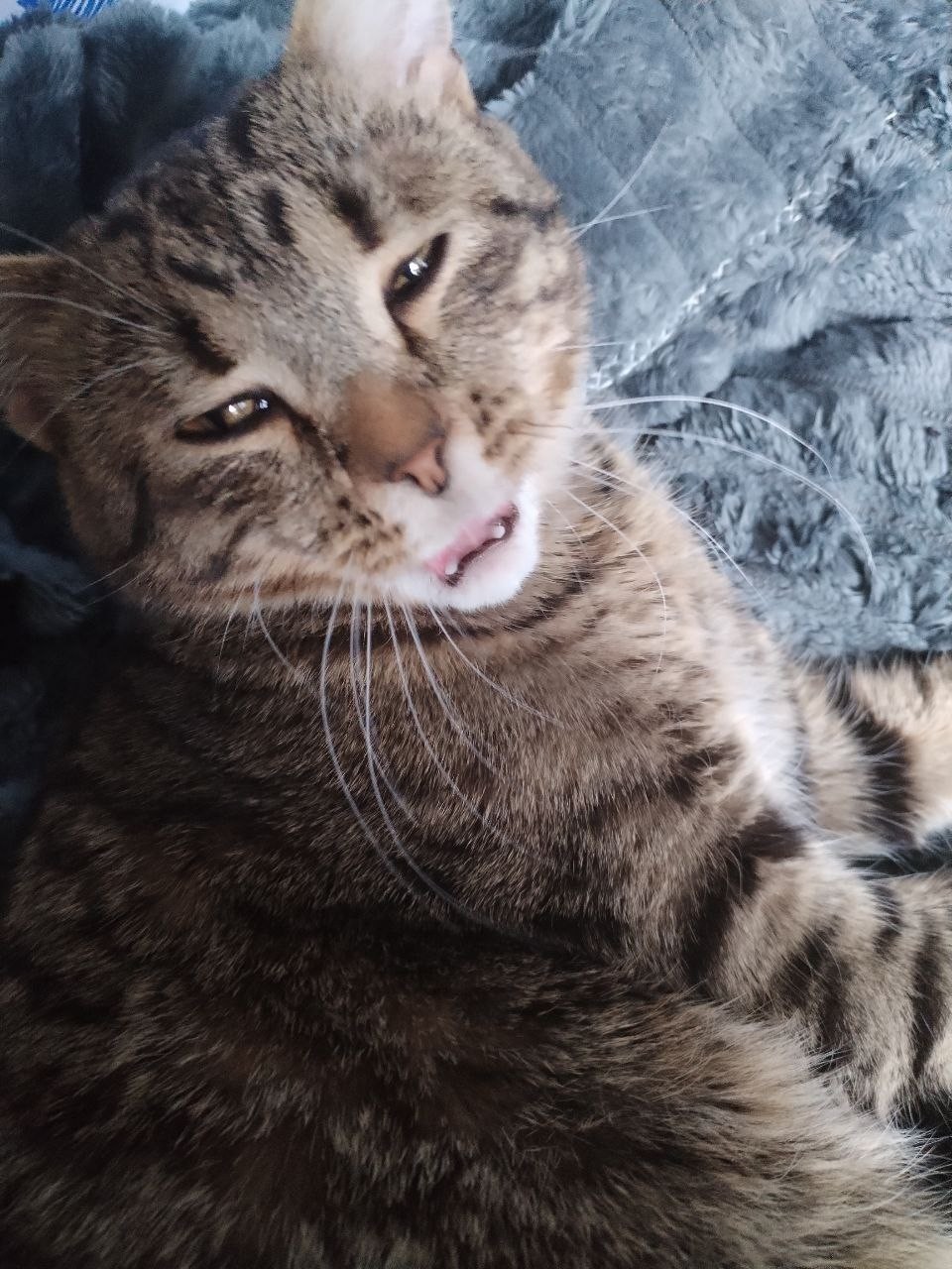 #природа

#look #looky_контент #looky_топ
#looky  #looky_you
#животные [#котики ](котики)#кот