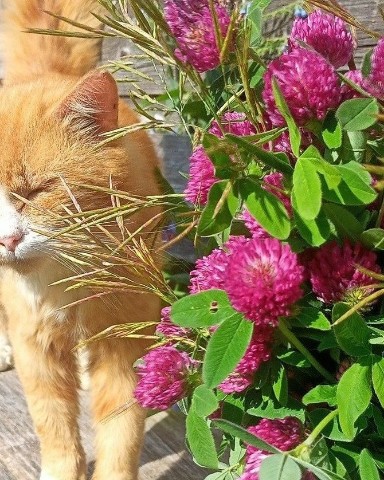 Looky_1662727258616 в LOOKY. . 