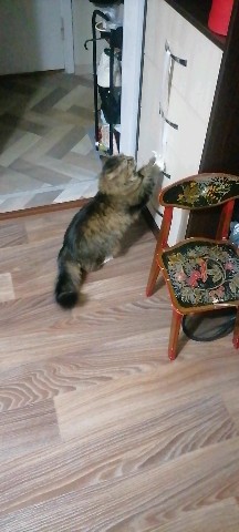 Looky_1692481770179 в LOOKY. . Попытки залезть в ящ...