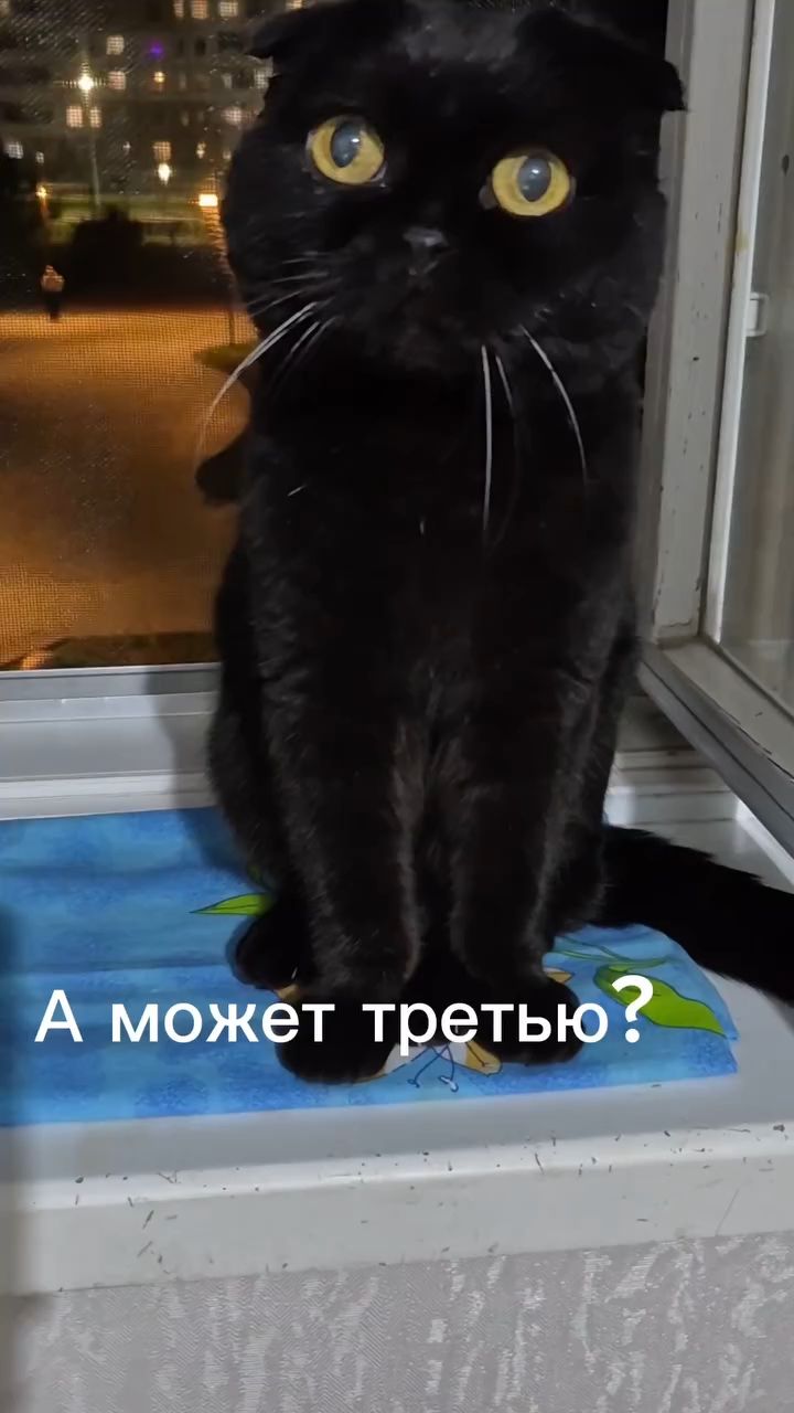 myshka.musya.marusya в LOOKY — #кошки #котики [#бенгальскаякошка ](бенгальскаякошка)#бенгал